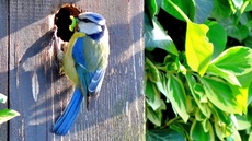 Blaumeise_mit_Futter (08).jpg